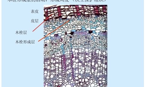 尼美舒利颗粒治什么网 | 尼美舒利颗粒治什么病,尼美舒利颗粒的治疗方法
